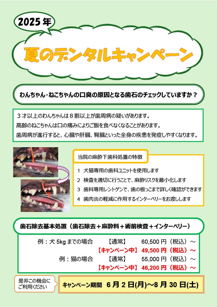 2025年夏のデンタルキャンペーンのお知らせポスター。犬・猫の歯石除去が割引になる案内と、麻酔下処置の特徴、実際の歯石の写真、キャンペーン期間と料金が記載されている