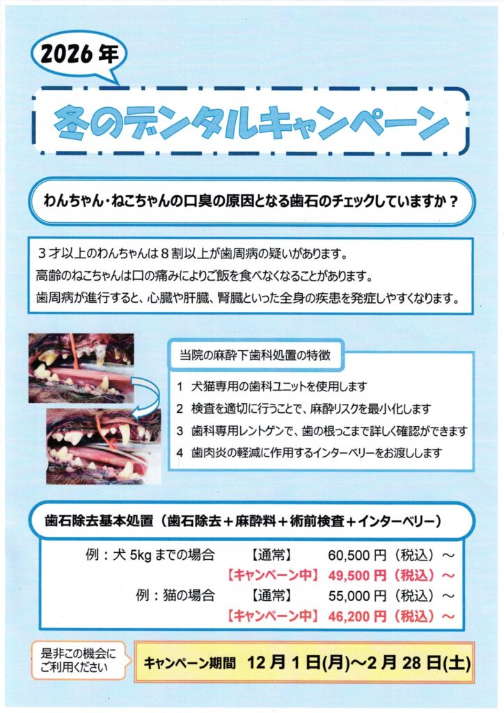 冬のデンタルキャンペーン2026の案内ポスター。犬猫の歯石除去や麻酔下歯科処置の特徴、料金、実施期間(12月1日~2月28日)を紹介している。