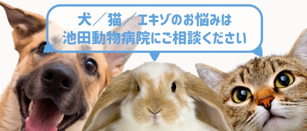 うさぎの食欲低下や口元の違和感がある場合に早めの受診をすすめる案内バナー|トップページ