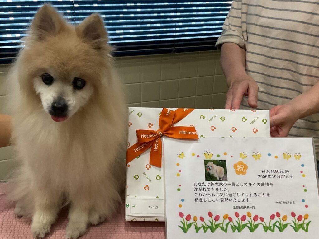 HACHIちゃん